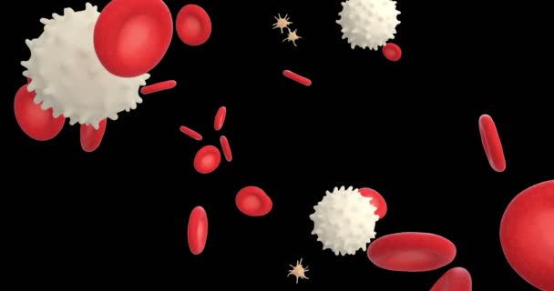 Анимация Крови Белыми Клетками Тромбоцитами — стоковое видео