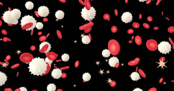 Animación Una Sangre Con Glóbulos Blancos Glóbulos Rojos Plaquetas — Vídeo de stock