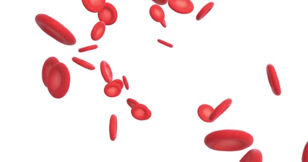 Animation Des Globules Rouges — Video