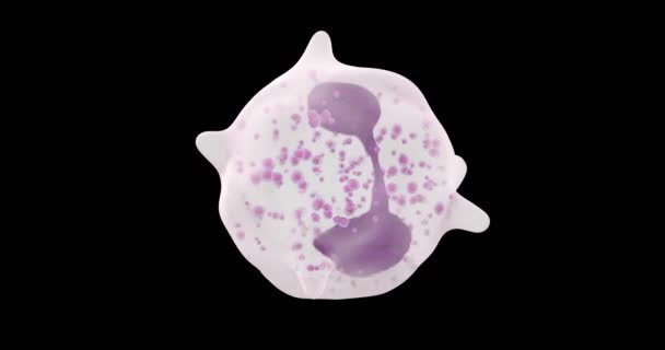 白细胞嗜酸性粒3D — 图库视频影像