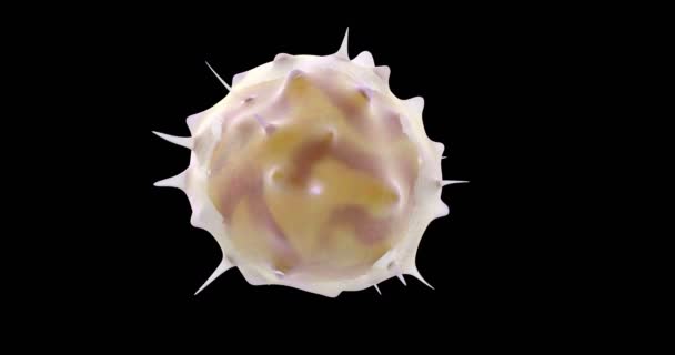 Animation Lymphocytes Globules Blancs — Video