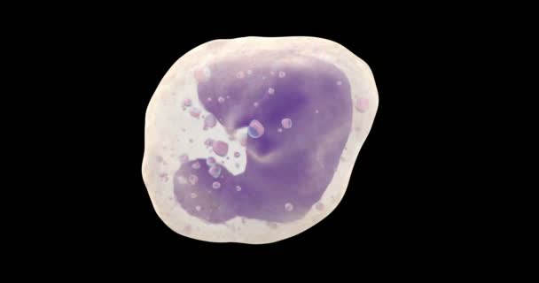 白血细胞嗜碱性细胞动画 — 图库视频影像