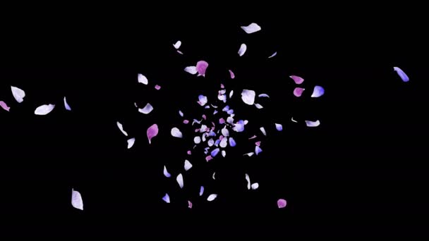 Animation Flux Pétales Fleurs Avec Couche Alpha — Video