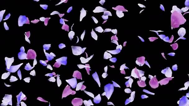 Animation Flower Petals Flow Alpha Layer — Stock Video