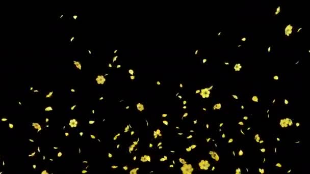 Animation Flux Pétales Fleurs Avec Couche Alpha — Video