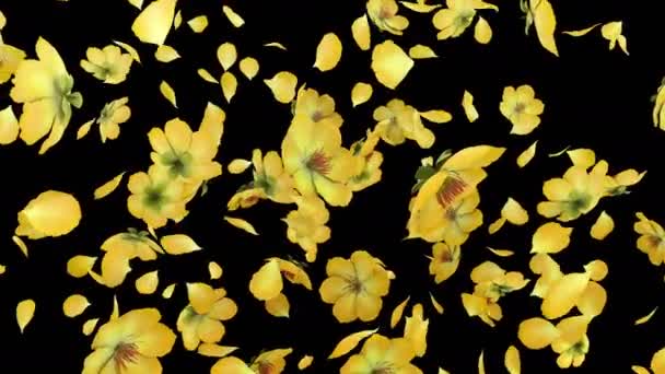 アルファ層で流れる花びらの3Dアニメーション — ストック動画