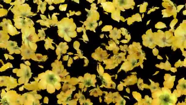 Animation Flux Pétales Fleurs Avec Couche Alpha — Video