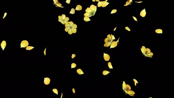 Animación Flujo Pétalos Flor Con Capa Alfa — Vídeo de stock