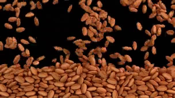 带阿尔法层的杏仁流的3D动画 — 图库视频影像