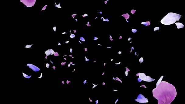 Animacja Płatków Kwiatów Płynie Warstwą Alfa — Wideo stockowe