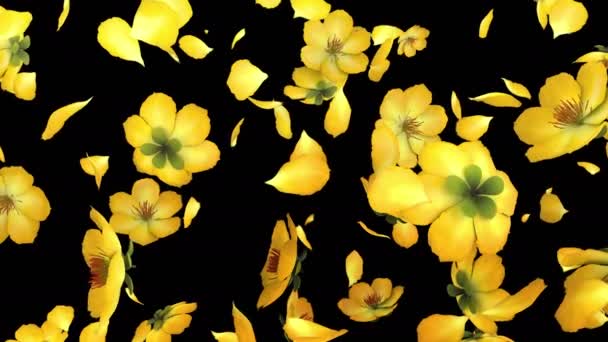 Animation Flux Pétales Fleurs Jaunes Avec Couche Alpha — Video