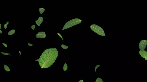 Animation Flux Feuilles Menthe Avec Couche Alpha — Video