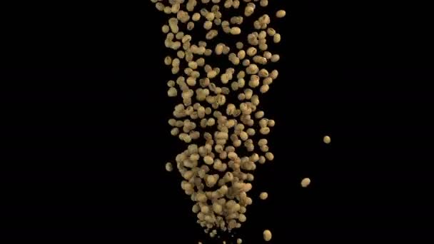 Animation Soybean Flow Alpha Layer — Stock Video