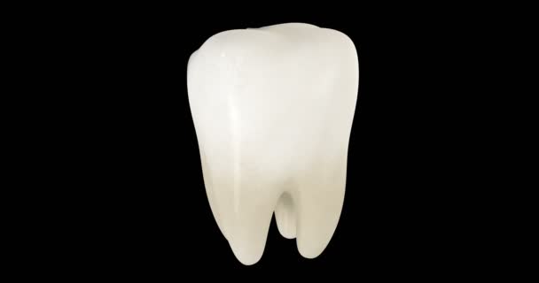 带阿尔法层的蛀牙的3D动画 — 图库视频影像