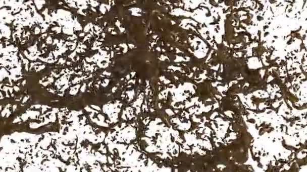 Animation Ενός Splash Σοκολάτας Άλφα Στρώμα — Αρχείο Βίντεο