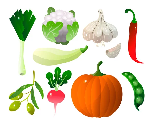 Different vegetables pumpkin zucchini pepper city and stuff. — Stock Vector