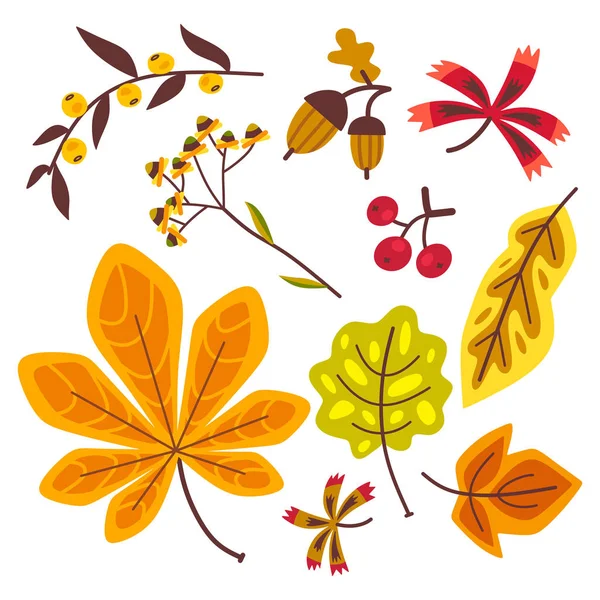 Conjunto Floral Otoño Con Hojas Roble Hojas Arce Vector Hojas — Vector de stock