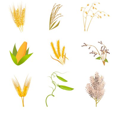 Sağlıklı lezzetli organik gıda tarım çiftlik.