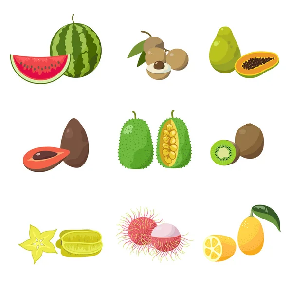 Zestaw Egzotycznych Owoców Tropikalnych Różne Egzotyczne Owoce Orzechy Kokosowe Mango — Wektor stockowy