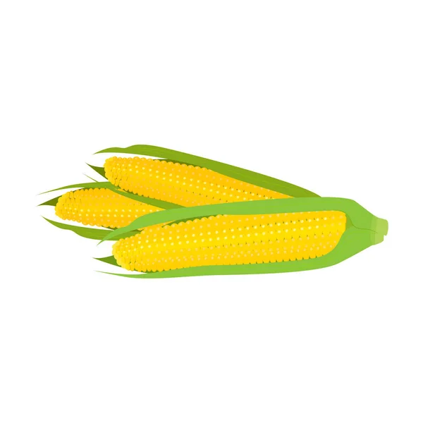 Junge frische Mais auf dem Maiskolben auf weißem Hintergrund. — Stockvektor
