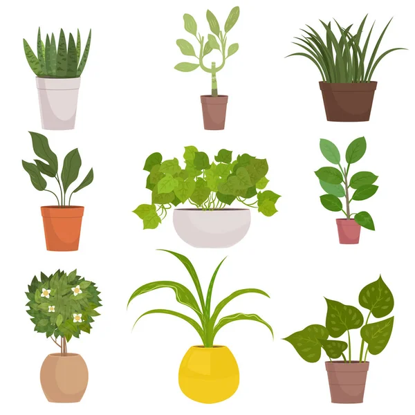 Σύνολο σπιτικό πράσινα φυτά σε πολύχρωμες γλάστρες που απομονώνονται σε λευκό. — Διανυσματικό Αρχείο