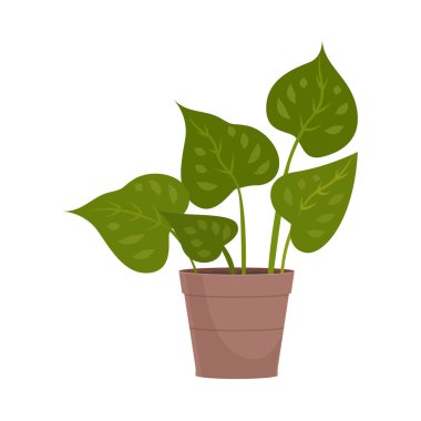 Ev yapımı şirin ev bitki bir güzel renkli tencerede.