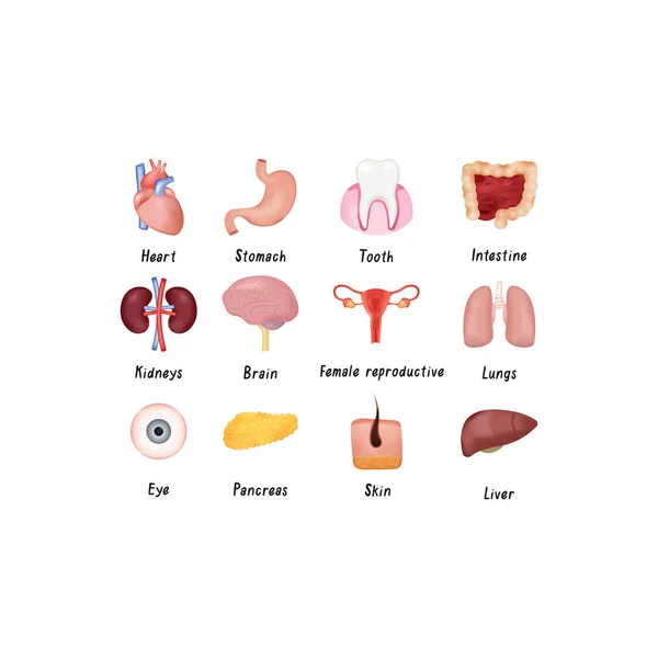 Uppsättning av mänskliga orana njure, hjärta, ögon, hår, levern, kvinnliga reproduktiva systemet och andra. — Stock vektor