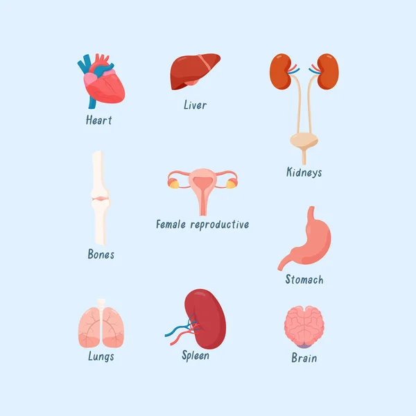 Conjunto de órganos humanos corazón, riñón, hígado, pulmones, cerebro, huesos, sistema reproductor femenino, etc. . — Vector de stock