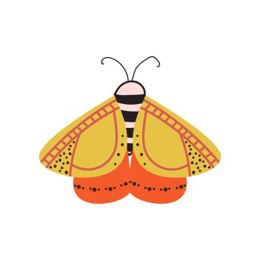 Güzel, çok renkli kelebek kanatları ve desen onları alışılmamış bir şekil ile.