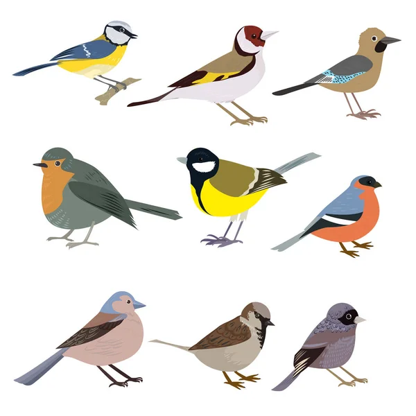 Conjunto de hermosas aves multicolores sobre un fondo blanco . — Vector de stock