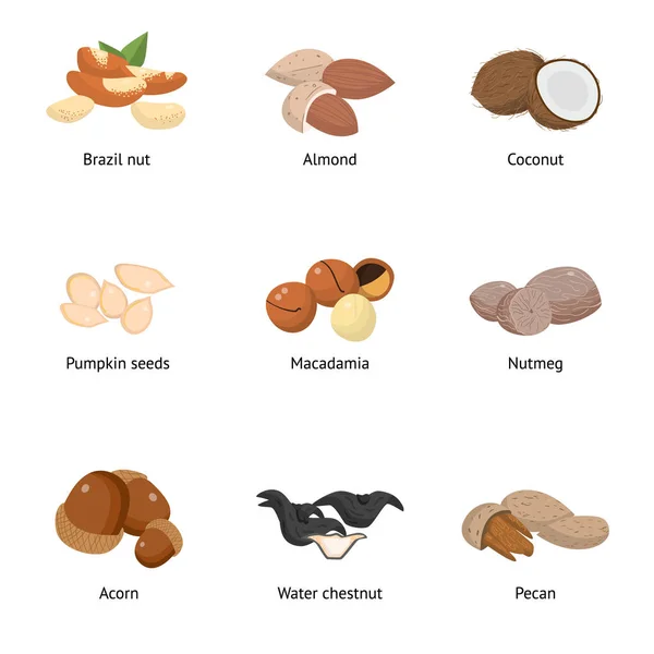 Conjunto de diferentes tipos de frutos secos. Semillas de girasol, avellanas, pistachos, macadamia, pacana, coco y otros . — Vector de stock