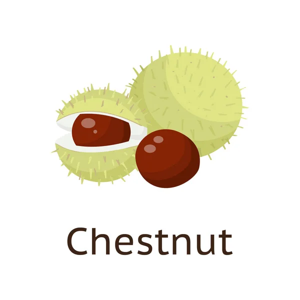 Le fruit de la plante est une noix à coque dure avec un noyau comestible . — Image vectorielle