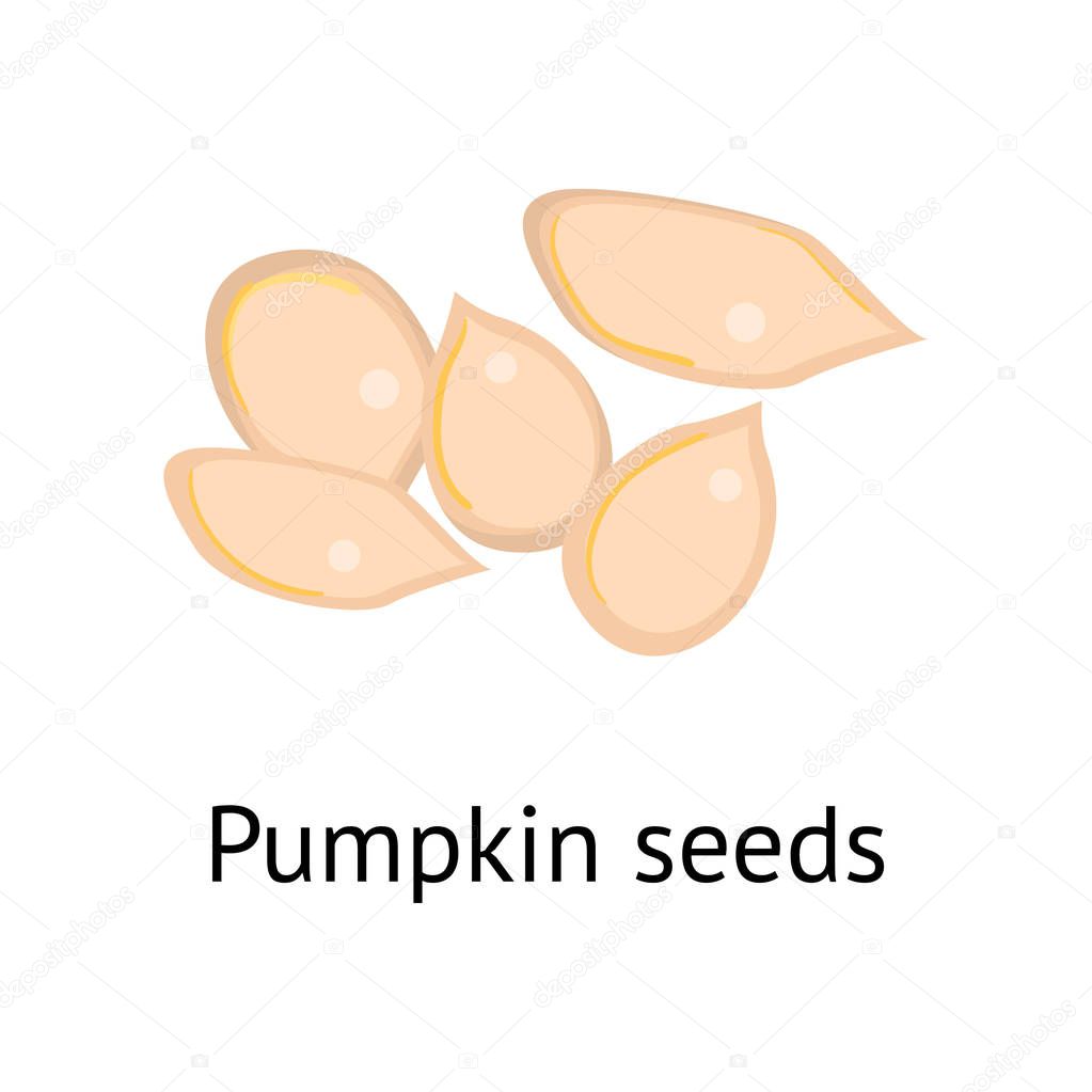 The fruit of the plant is a hard-shelled nut with an edible core. Vector illustration isolated on white background.
