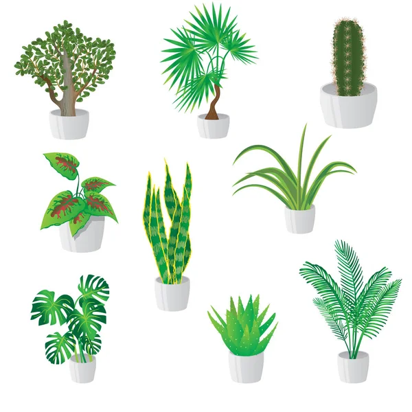 Conjunto de plantas verdes caseras en macetas coloridas aisladas en blanco . — Vector de stock