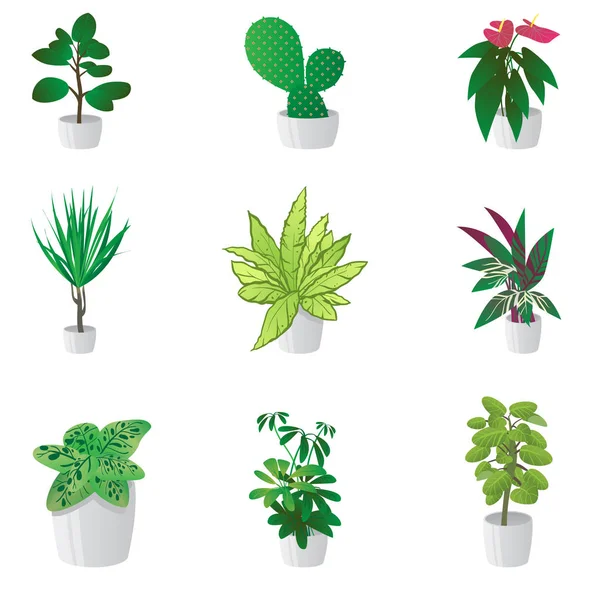 Conjunto de plantas verdes caseras en macetas coloridas aisladas en blanco . — Vector de stock