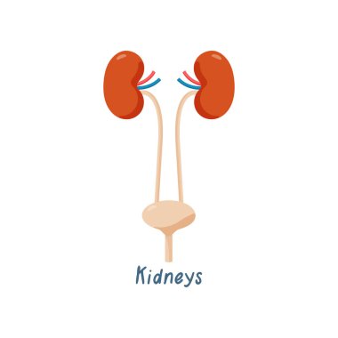 Böbrekleri sağlıklı insan iç Organ vektör çizim