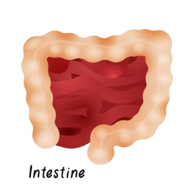 Büyük ve küçük bağırsak, Gut, sağlıklı iç Organ, insan anatomisi vektör çizim