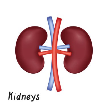Böbreklerin iç Organ, insan anatomisi vektör çizim