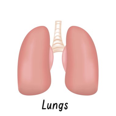Akciğerler iç Organ, insan anatomisi vektör çizim