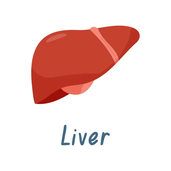 健康な肝臓の臓器、人体解剖学のベクトル図 — ストックベクタ