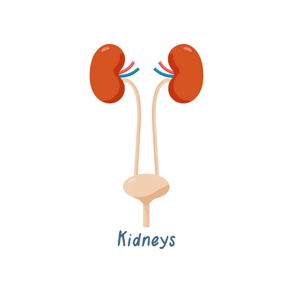 腎臓健康な人間の臓器のベクトル図 — ストックベクタ