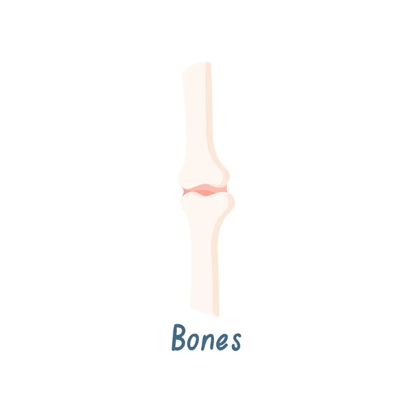 Illustrazione del vettore dell'osso umano, articolazione del ginocchio su sfondo bianco — Vettoriale Stock