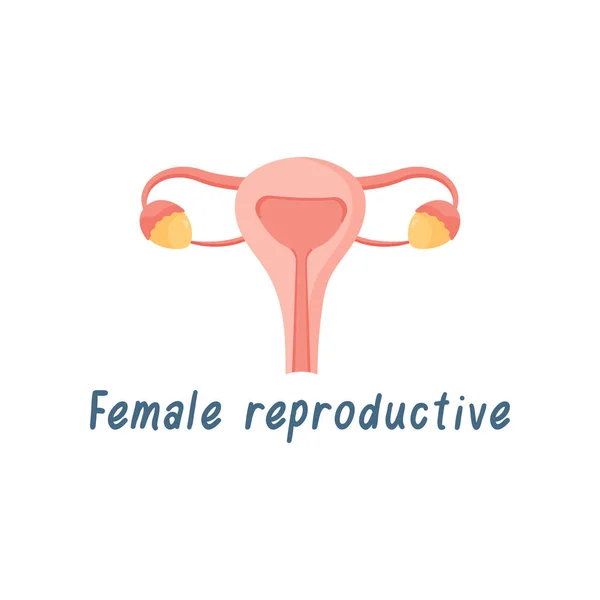 Órganos Internos del Sistema Reproductivo Femenino, Anatomía Humana Vector Illustration — Vector de stock