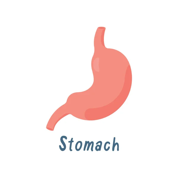 Perut, Organ Internal Sehat, Ilustrasi Vektor Anatomi Manusia - Stok Vektor