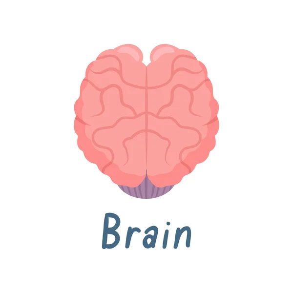 Εικονογράφηση διάνυσμα ανθρώπινη ανατομία εγκεφάλου, υγιεινό εσωτερικό όργανο, — Διανυσματικό Αρχείο