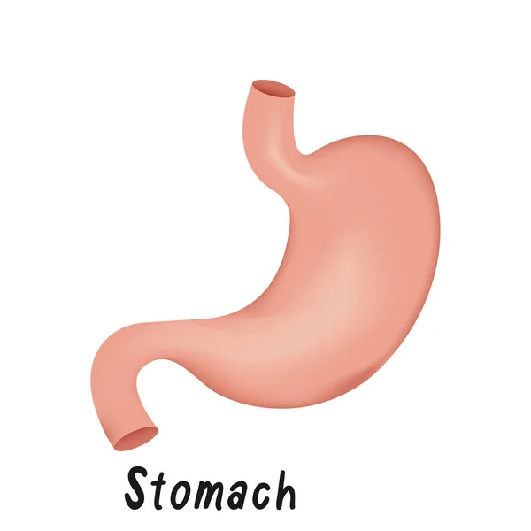 Órgano interno del estómago, anatomía humana Vector Ilustración — Vector de stock