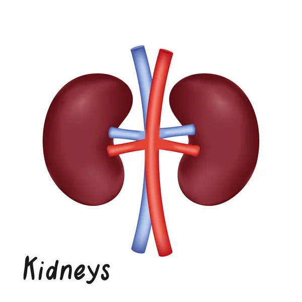 Внутренний орган почек, векторная иллюстрация анатомии человека — стоковый вектор