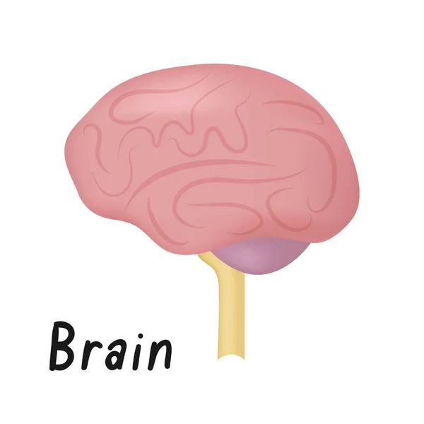 Hjärnan, friska inre Organ, sidoutsikt, människans anatomi vektorillustration — Stock vektor
