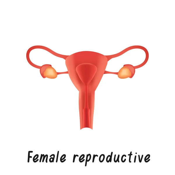 Sistema reproductivo femenino, órganos internos sanos, ilustración del vector de la anatomía humana — Vector de stock