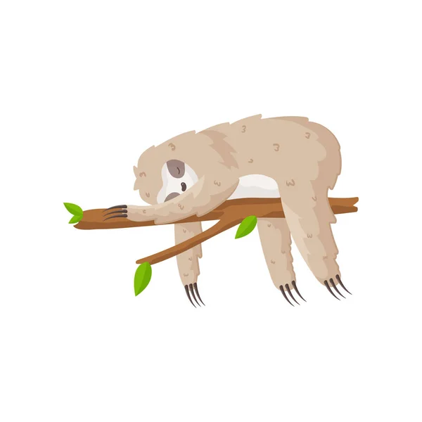 Nice little sloth firmly, sweetly sleeps on a tree branch — Stock Vector